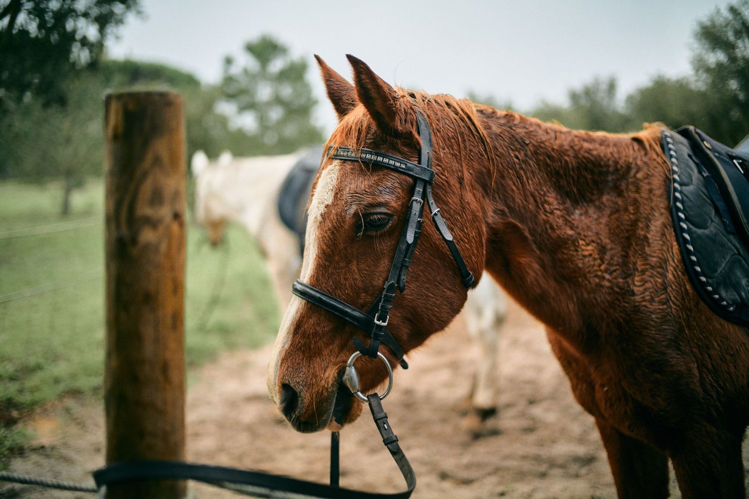 A close-up profile of a brown horse wearing a bridle and saddle in a rural setting.