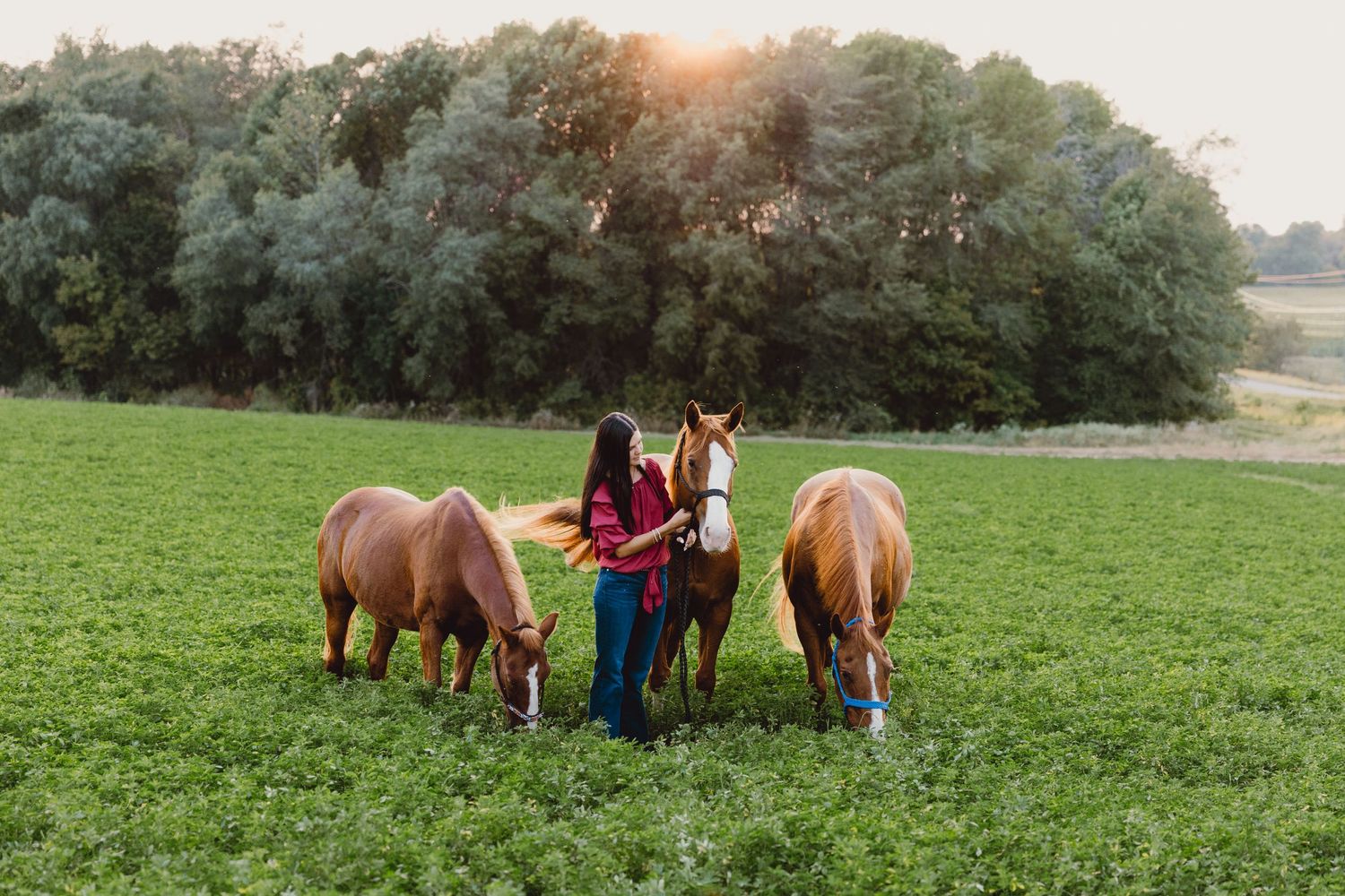 One equestrian walk with their horses in a lush green field next to a tree line at sunset.