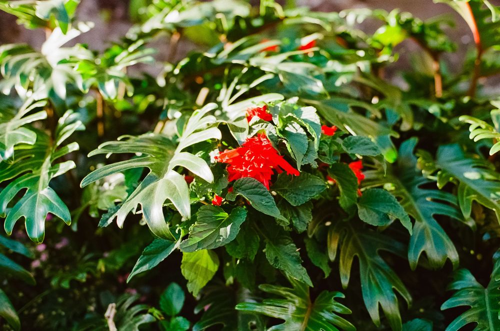 Bright red berries growing on green foliage in a garden setting.