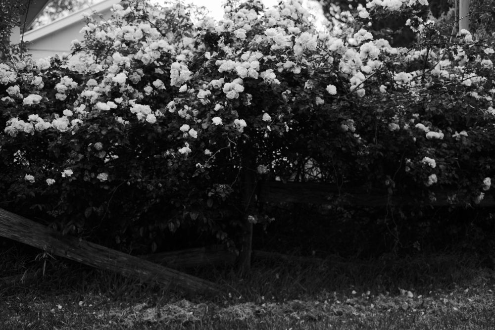 Monochromatic garden scene showing rows of blooming white flowers and foliage.