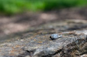 Close-up macro shot of a small gray stone on a textured rock surface with blurred background.
