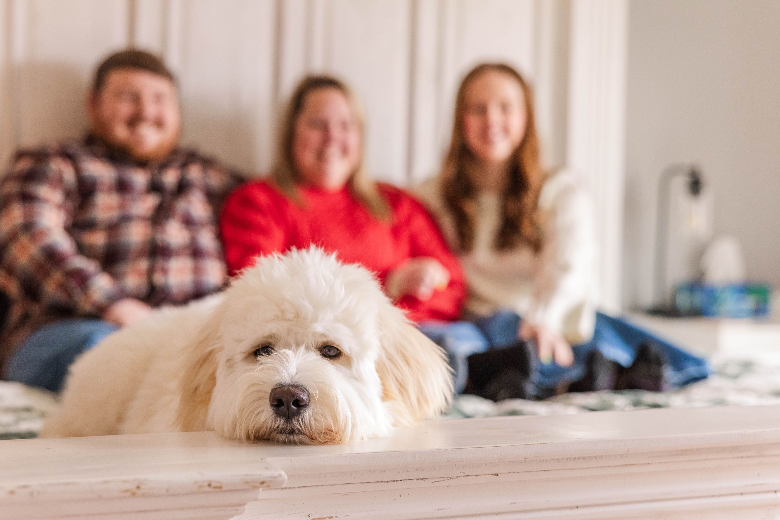 A fluffy white dog lounges in the foreground while people relax on a couch in the background.