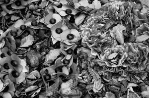 remembrance poppies and fallen leaves