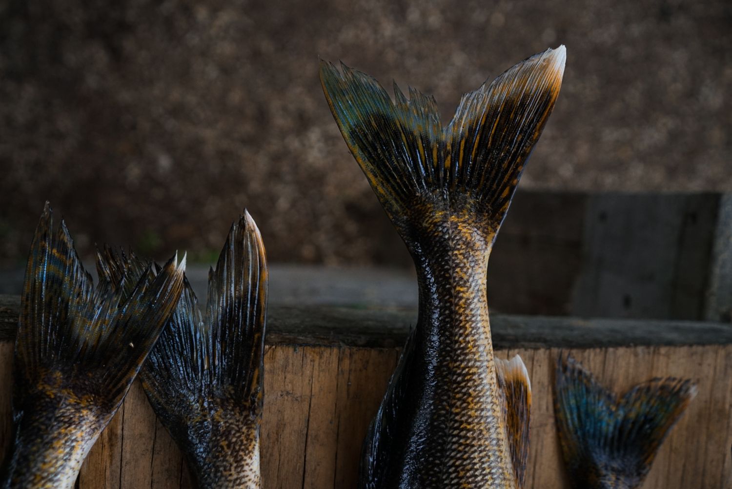 Fresh caught fish displayed in dramatic dark lighting with detailed scales and fins.