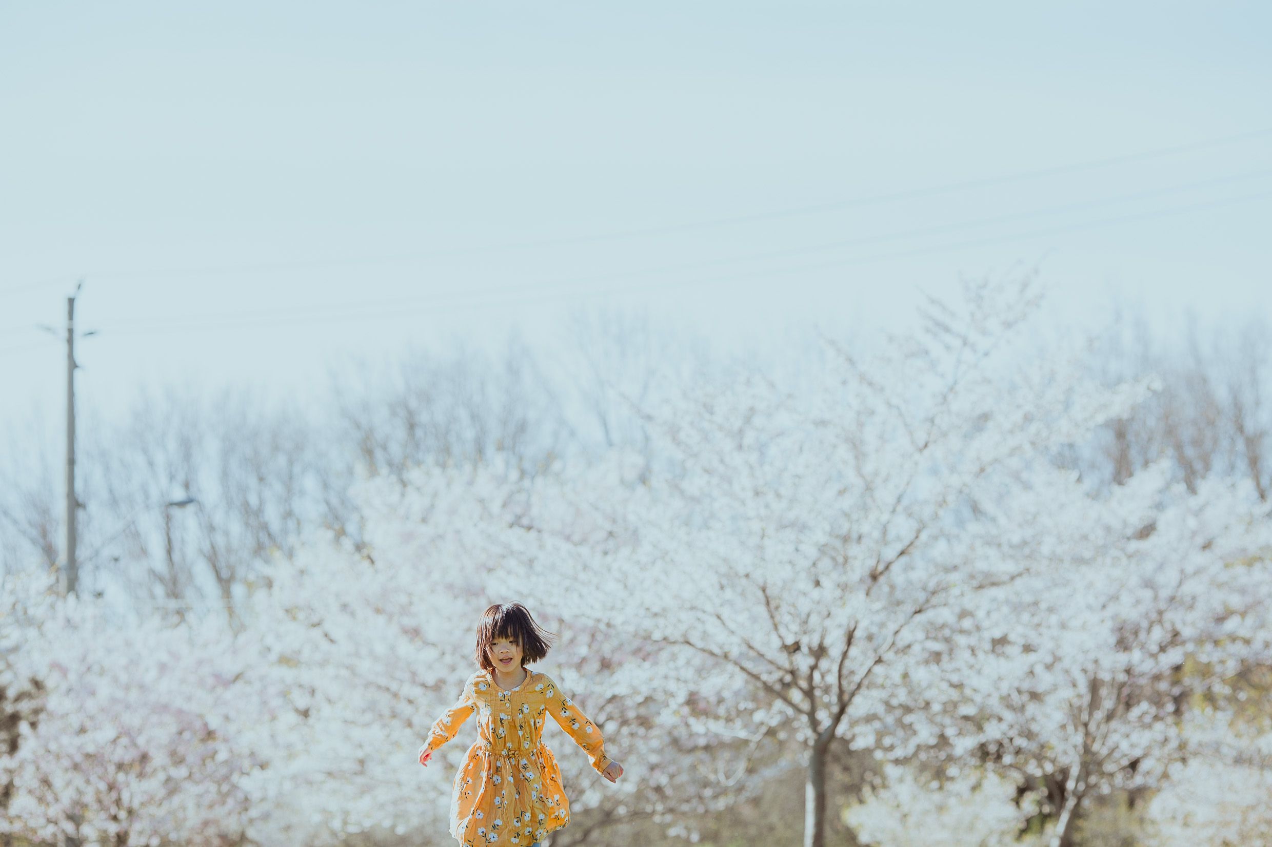 Figure in yellow dress twirls among blooming spring cherry blossom trees on a misty morning.