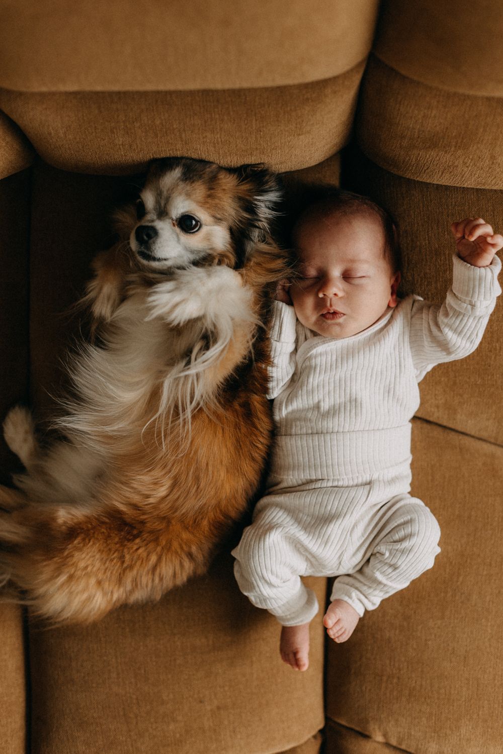 Infant in white outfit laying next to fluffy dog on brown leather couch.