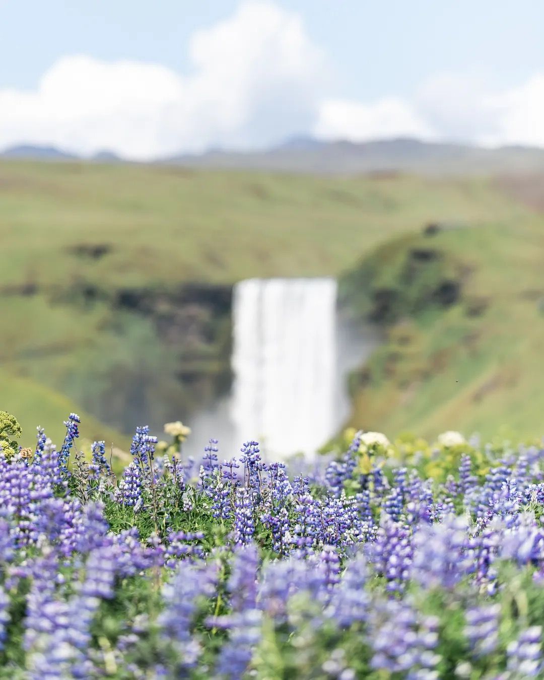 Icelandic waterfall behind a field of purple lupines on a sunny summer day.