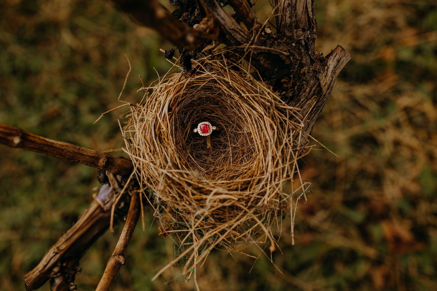 Bird's nest with small pink flower photographed in natural setting.