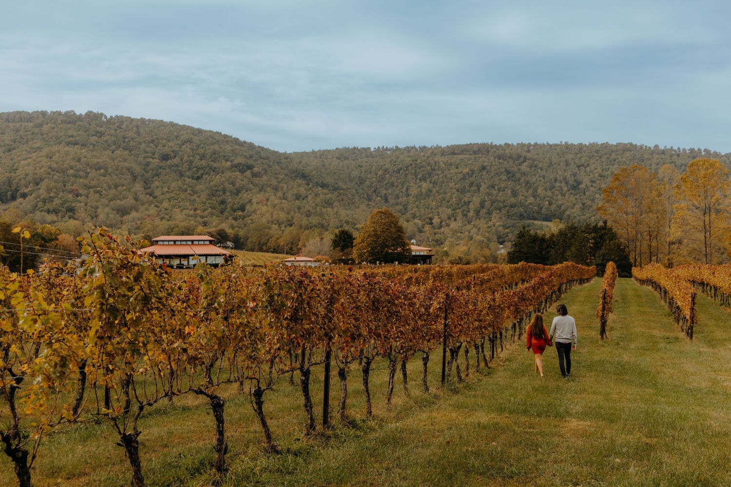 Scenic vineyard rows with fall colors and mountain vista in background.