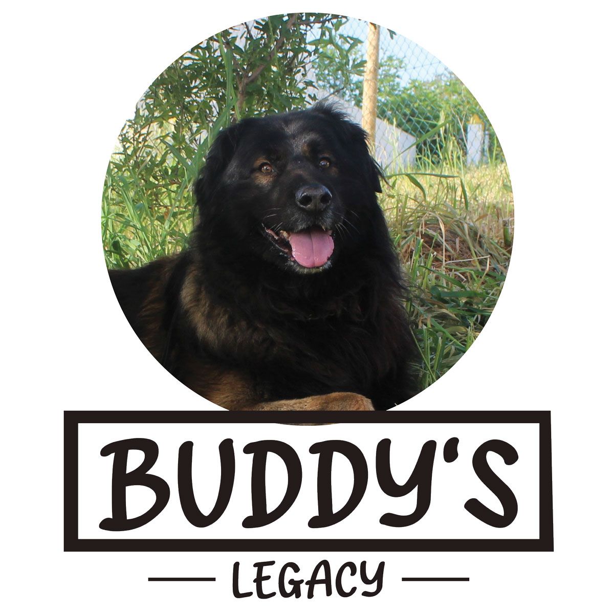 Large black and tan fluffy dog lying outdoors with Buddy's Legacy logo below.