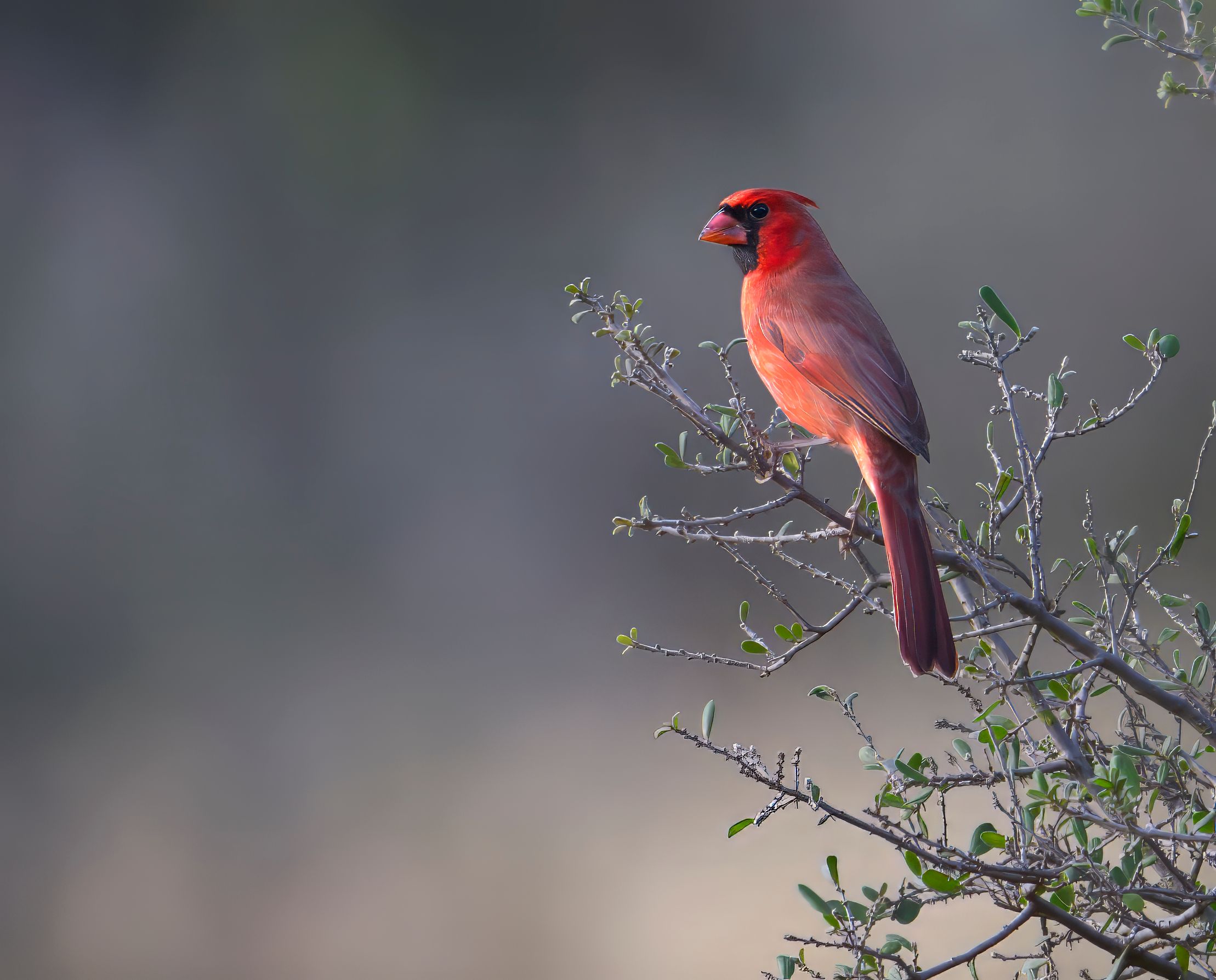 Cardinal near the Pedernales River