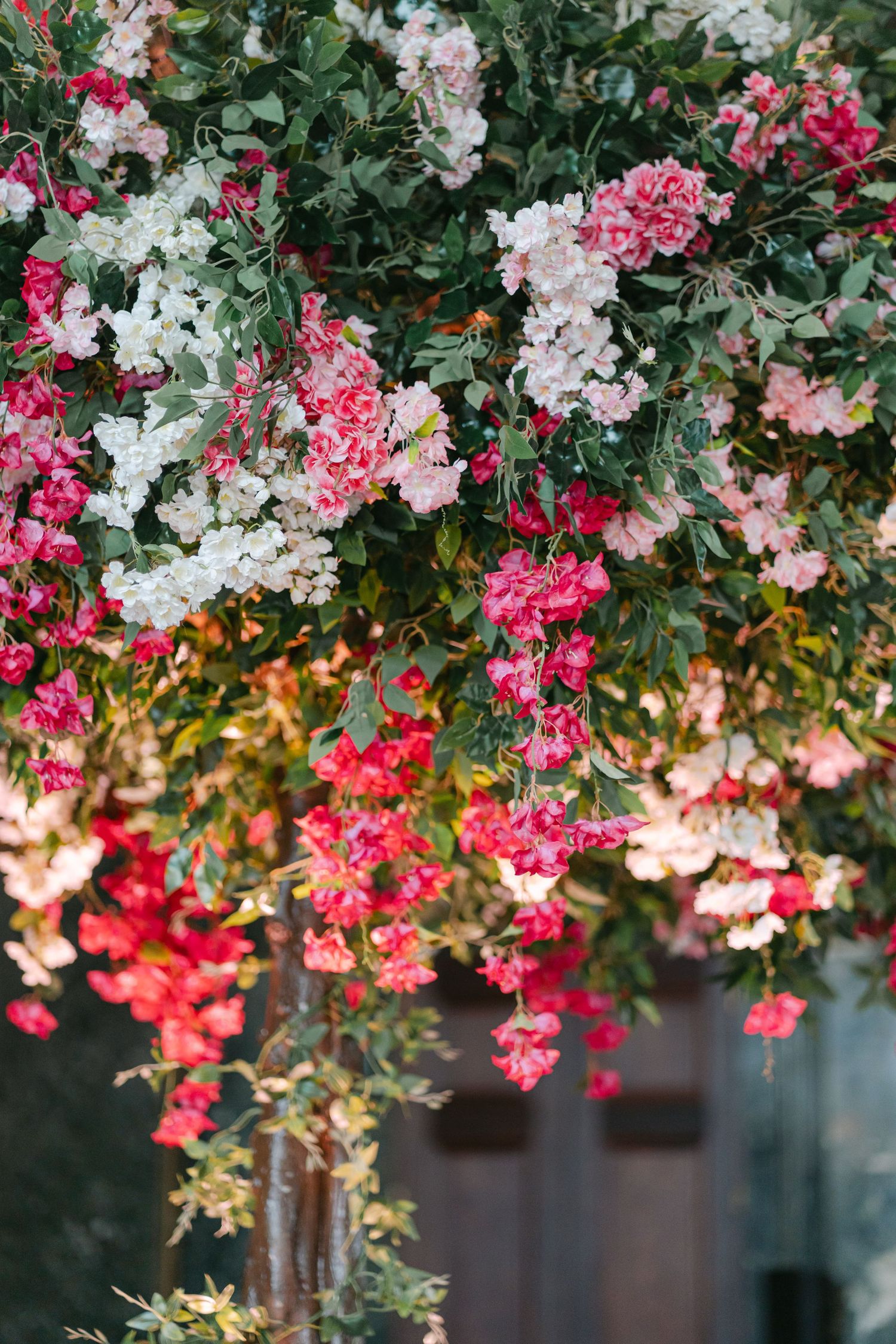 Pink and white bougainvillea flowers cascade down with lush green foliage against a dark background.