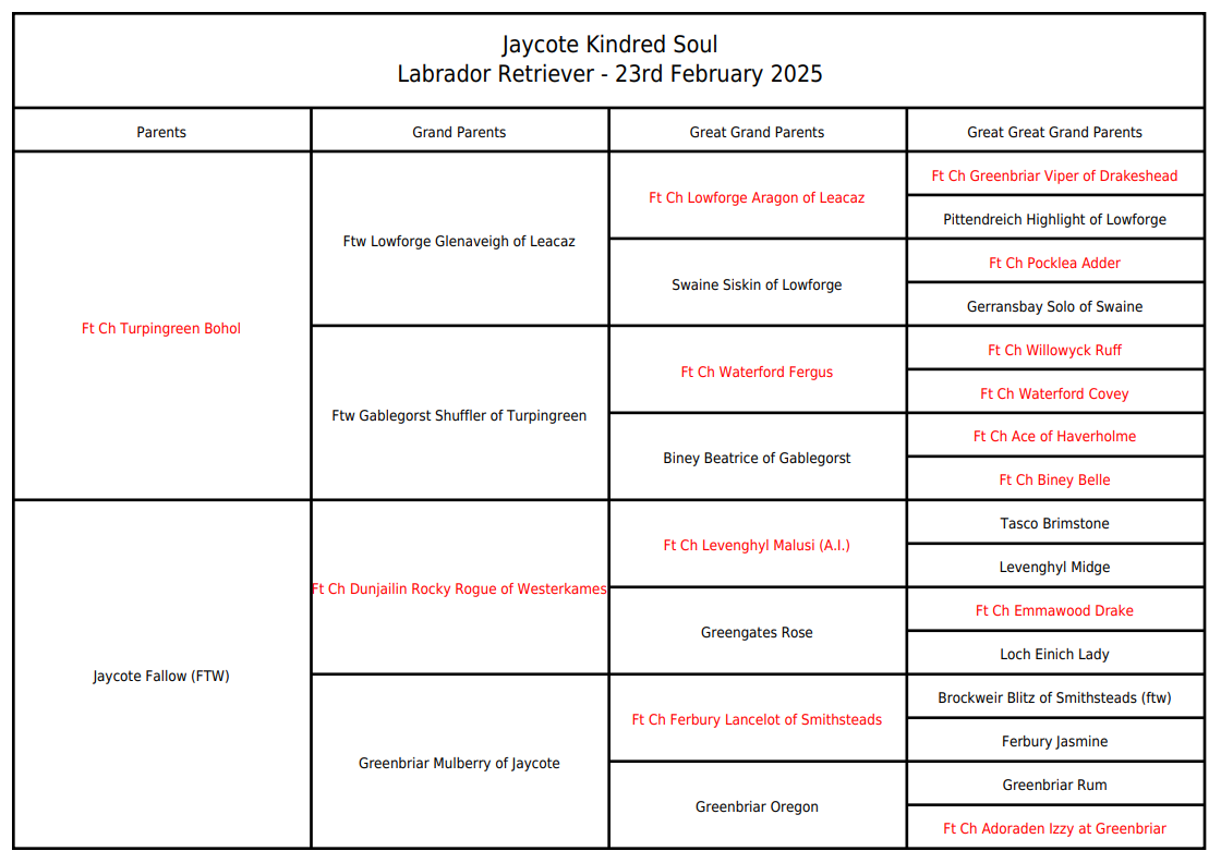 Pedigree chart showing Labrador Retriever ancestry and lineage details with red annotations.