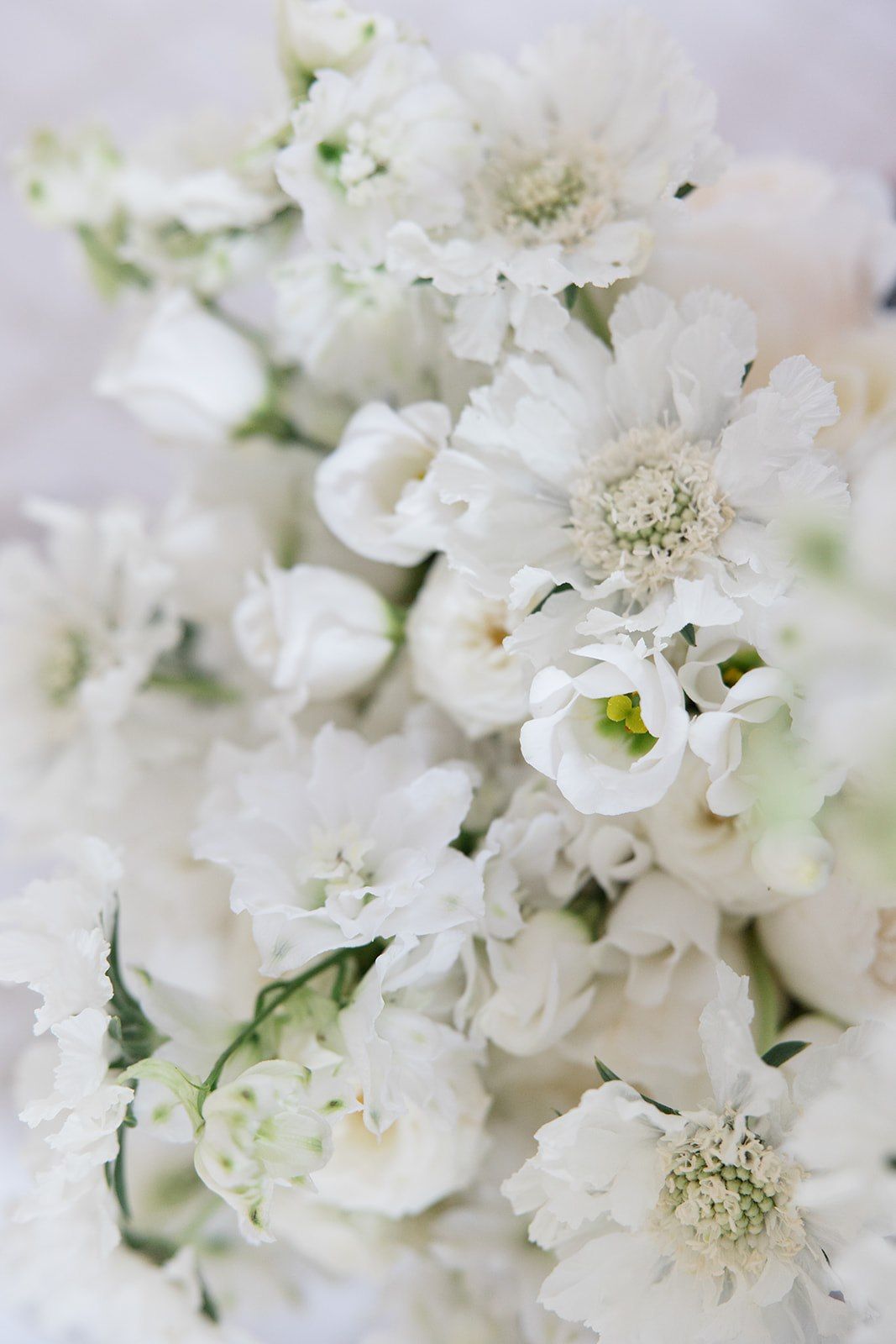 Close-up view of delicate white stock flowers with small clustered petals creating a soft, romantic floral background.