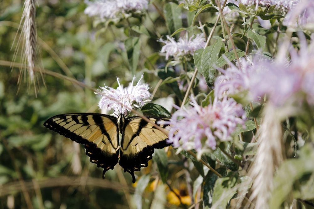 Wildflower maternity shoot