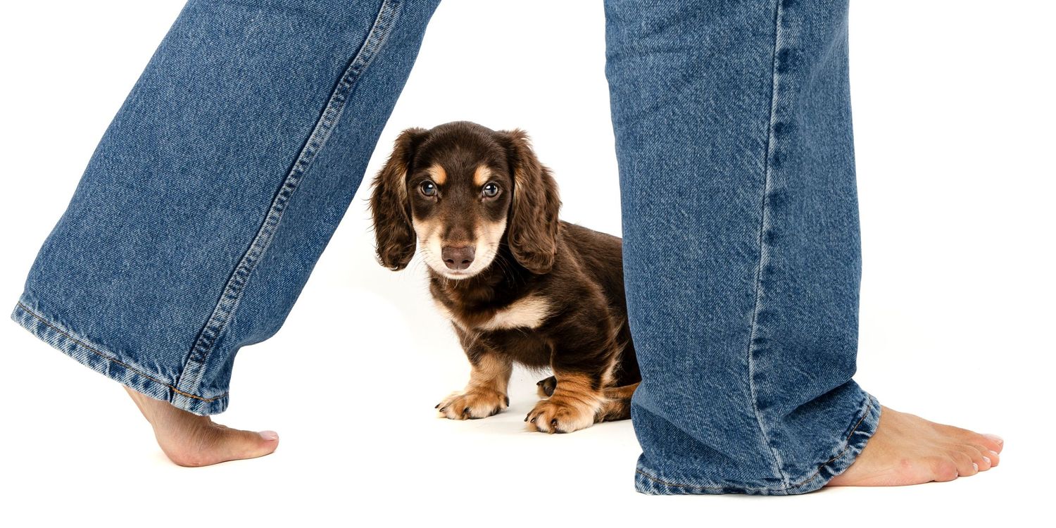 Small black and brown dachshund puppy standing between a person's legs wearing blue jeans.