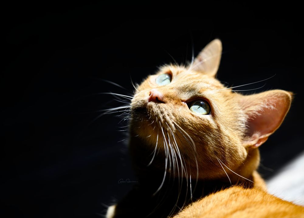 Close-up portrait of a tabby cat's face with striking green eyes in dramatic lighting against a dark background.