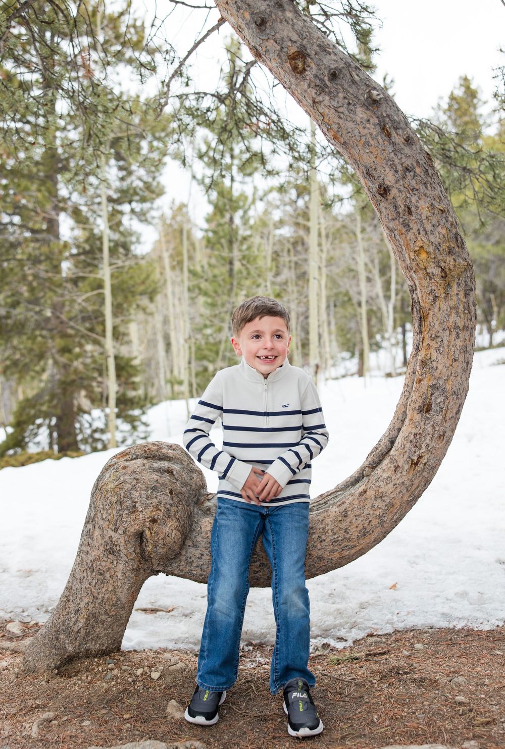 A curved tree trunk creates a natural seat against a snowy winter forest backdrop with evergreen trees.