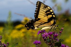 Eastern Tiger Swallowtail butterfly perches on purple wildflowers in a sunny garden setting.