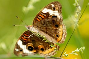 A close-up macro photograph shows a brown butterfly perched on green leaves in natural sunlight.