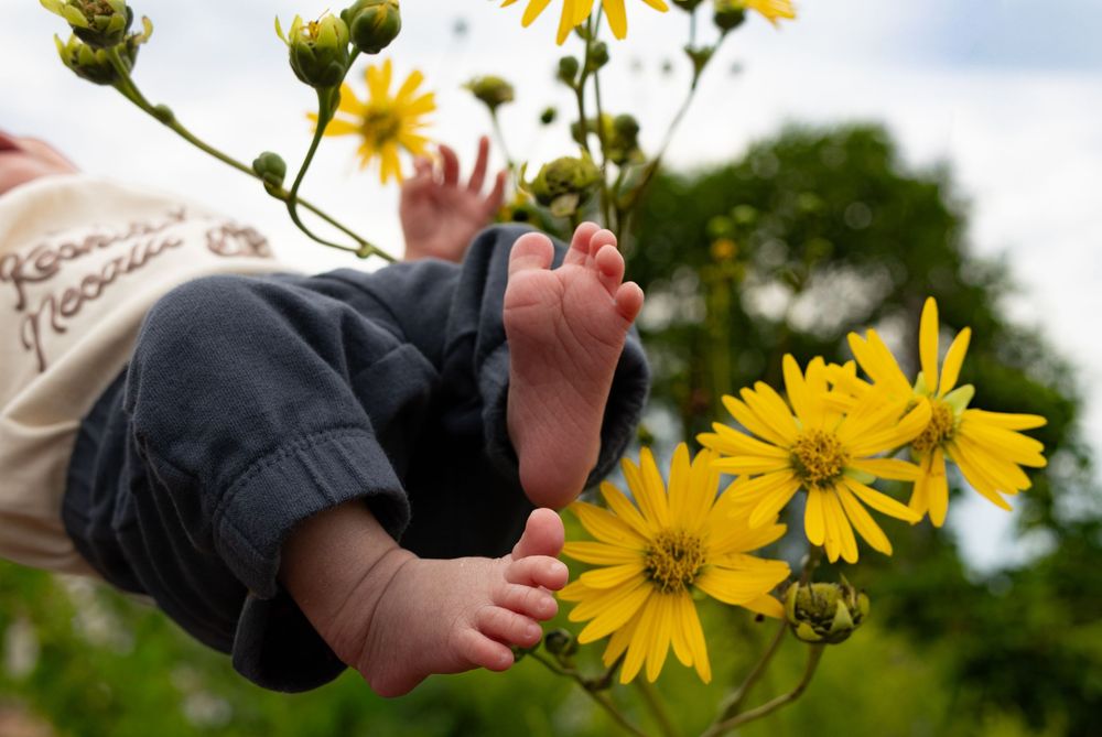 Baby feet and hands reaching among bright yellow daisy flowers outdoors in a lush green garden.