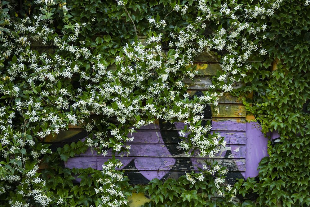 White flowering jasmine vines growing on a wooden fence create a lush natural privacy screen in a garden setting.