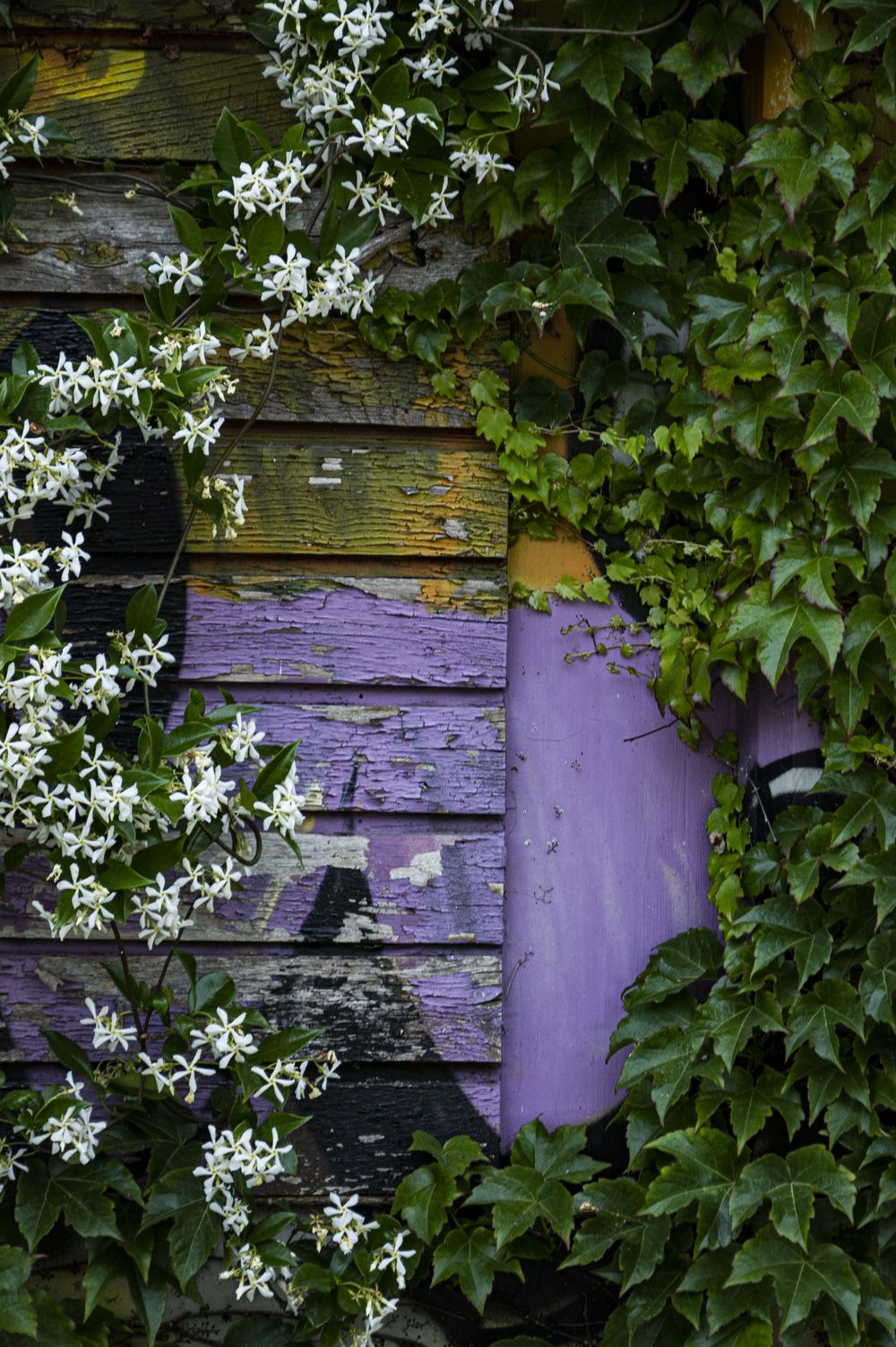 Purple peeling paint on weathered wood siding with delicate white flowers and green vines climbing the wall.