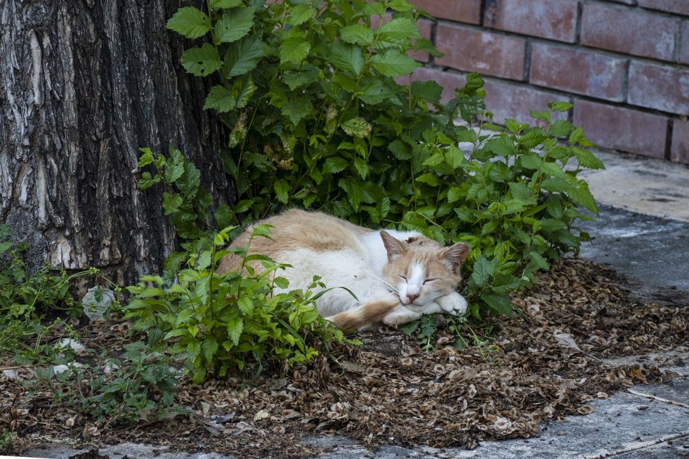 A white cat with orange patches sits on a concrete walkway near green foliage and a brick wall.