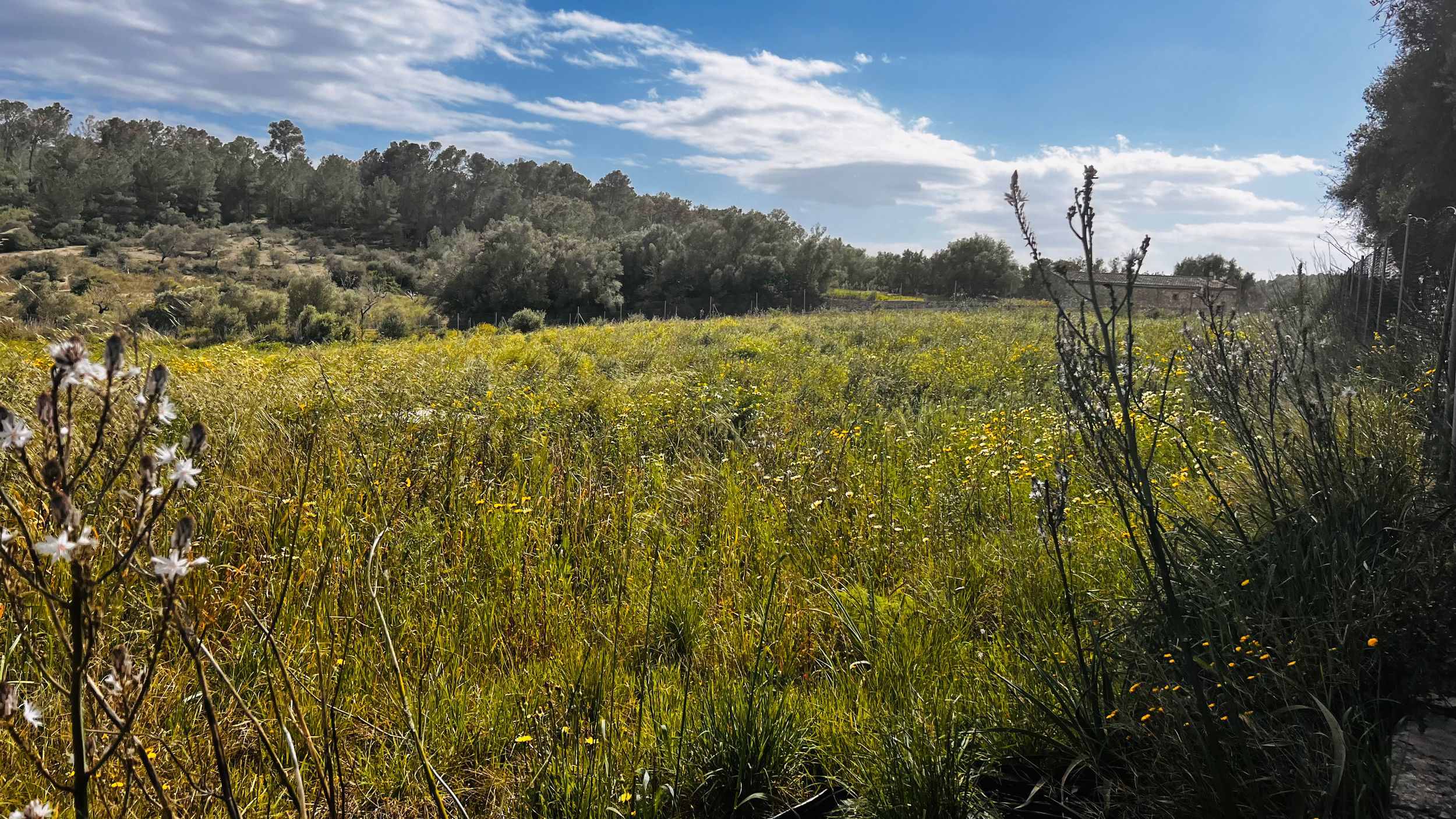 A lush, green meadow with tall grass and trees in the background under a cloudy sky.