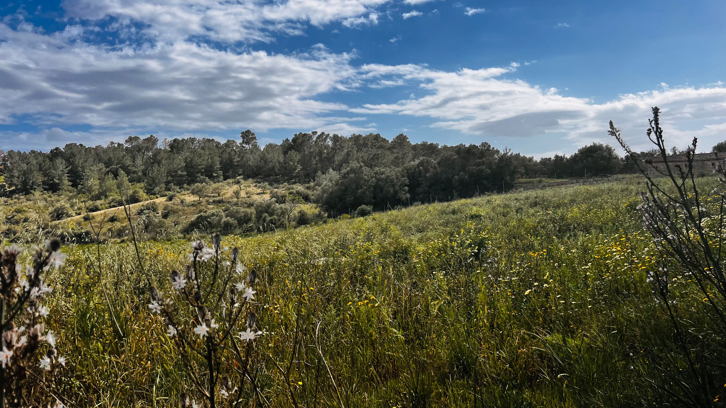 A scenic landscape with a grassy field, trees, and a cloudy blue sky in the background.