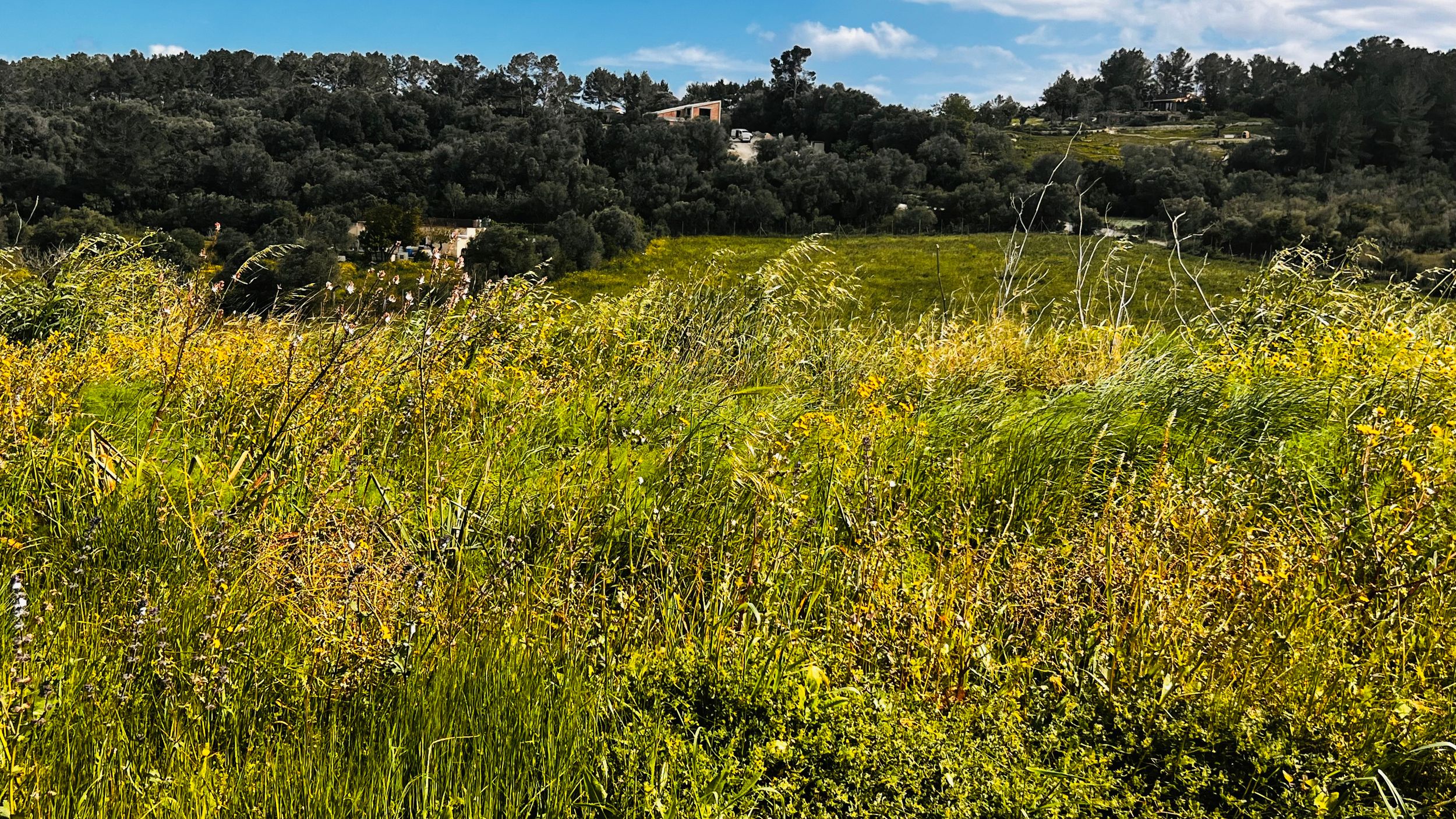 A lush, green field with tall grass and yellow wildflowers in the foreground, with a hilly landscape and buildings in the background.