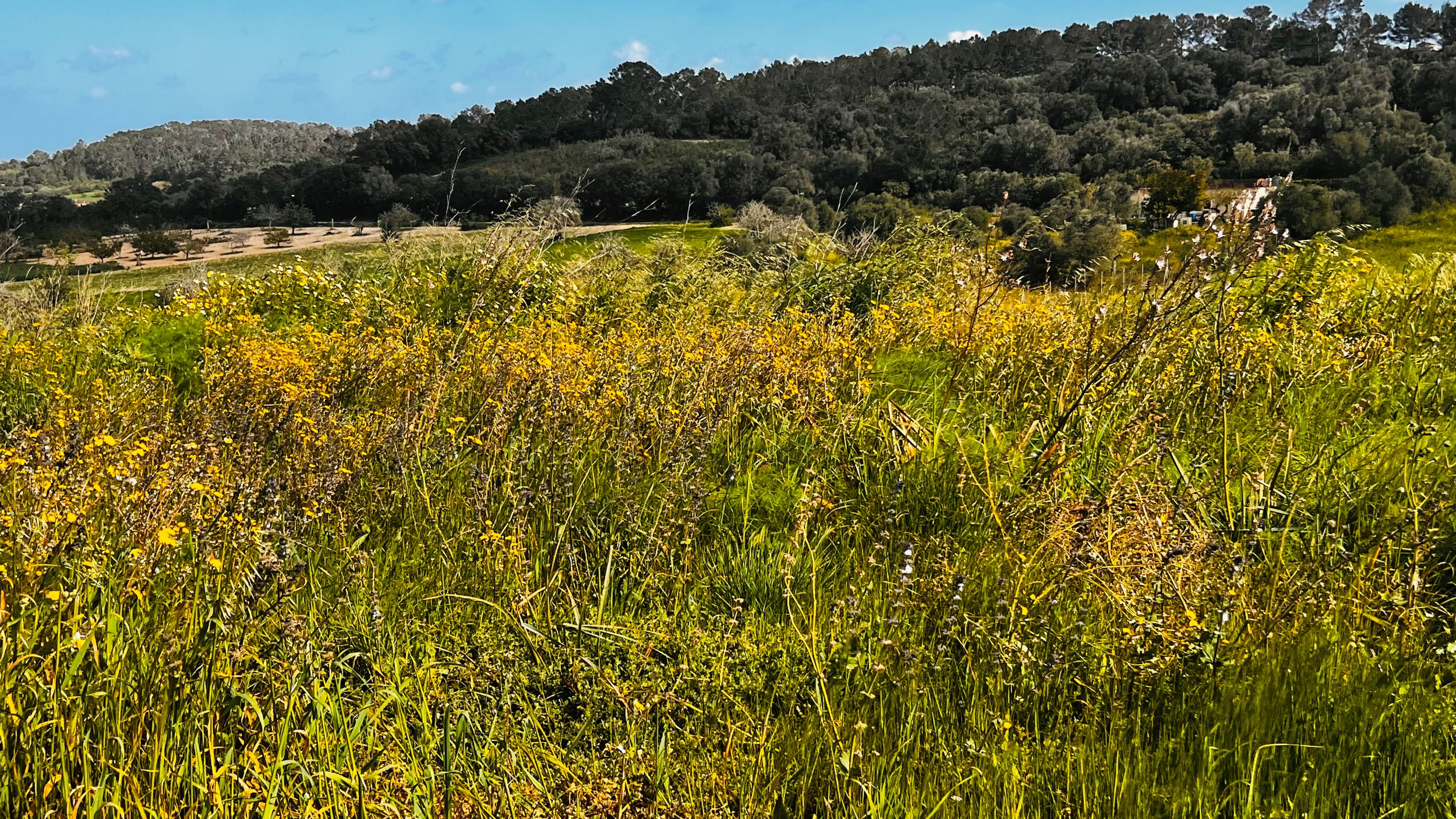 A lush, grassy meadow with vibrant yellow wildflowers in the foreground and a hilly, wooded landscape in the background.