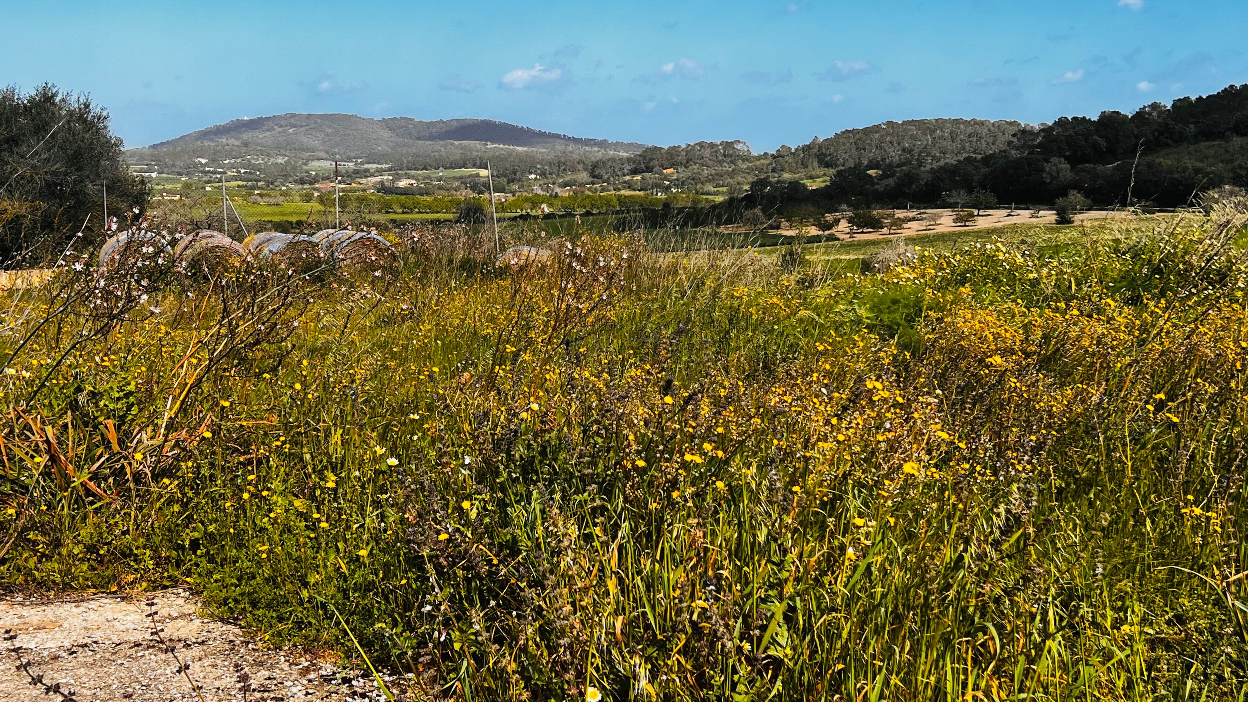 A scenic rural landscape with a field of yellow wildflowers and rolling hills in the distance under a blue sky.