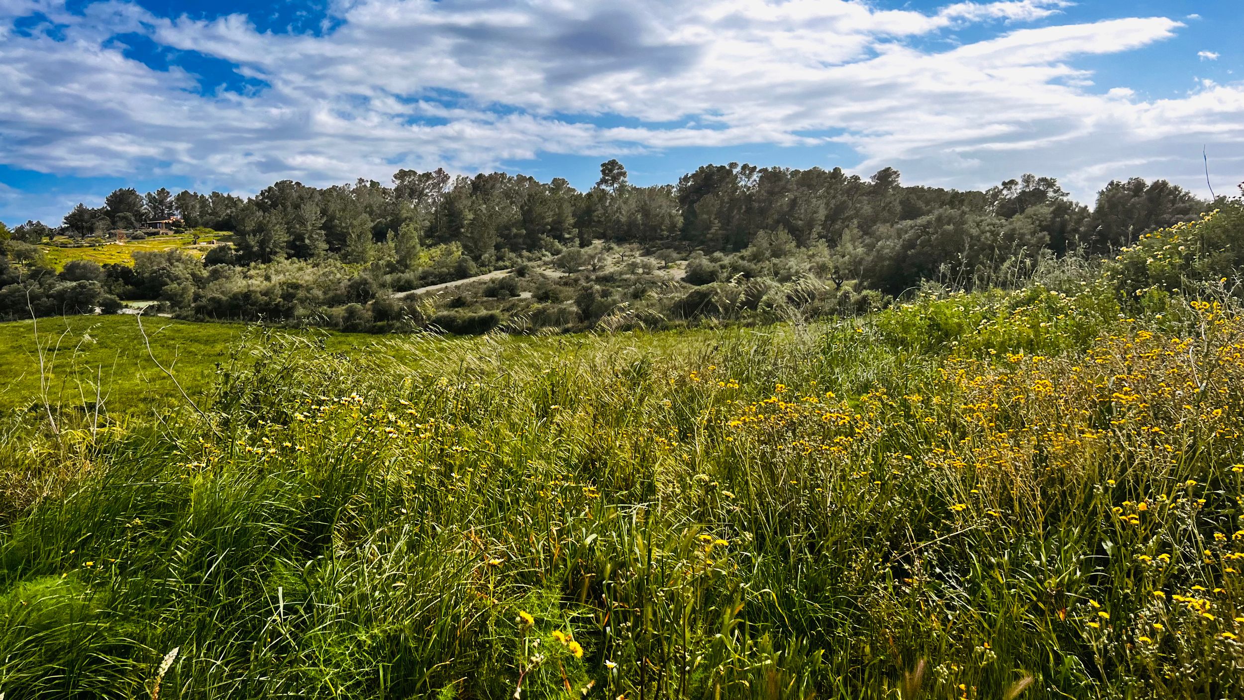 A lush green meadow with tall grass and wildflowers under a cloudy blue sky with trees in the distance.