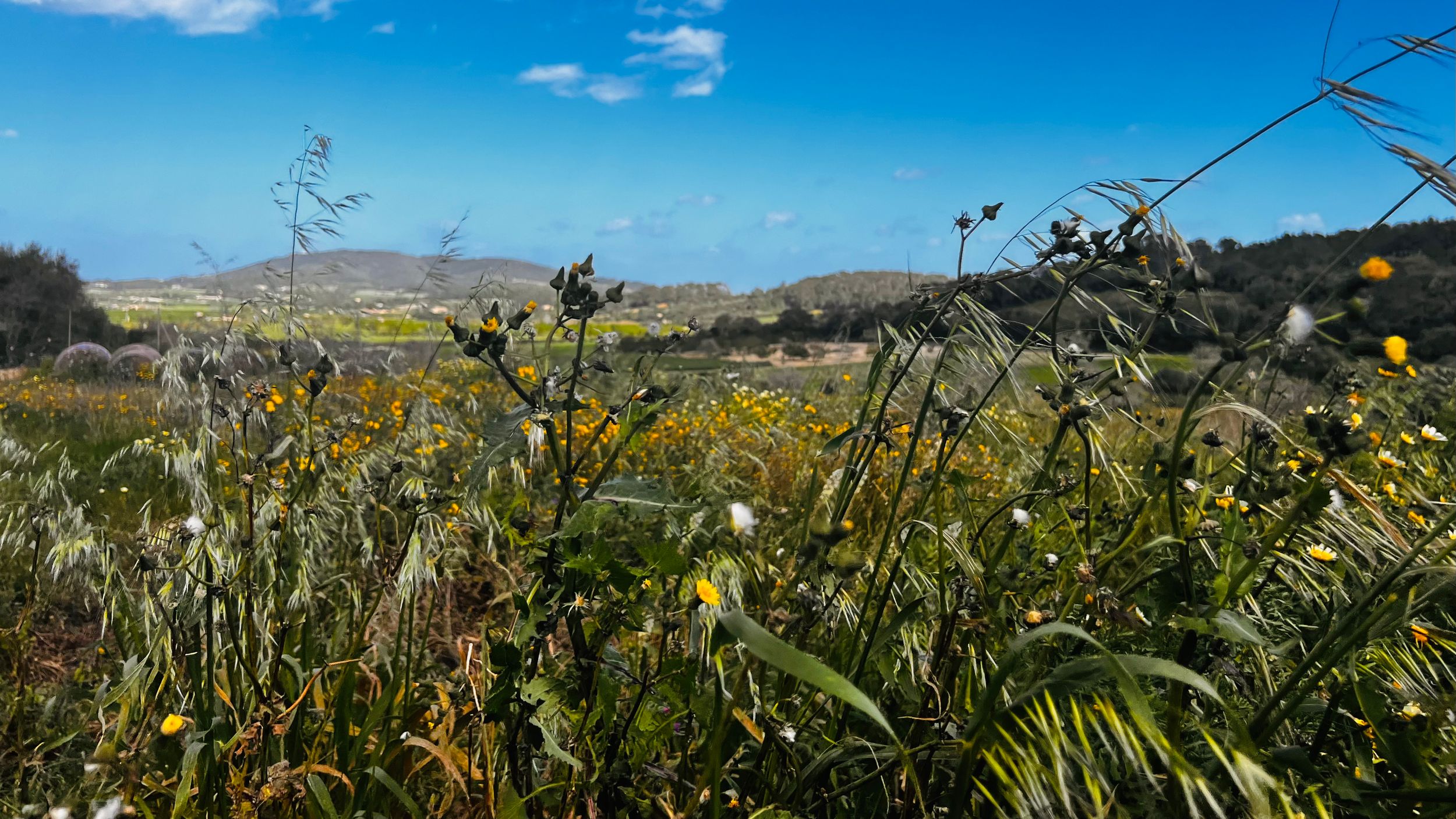A scenic rural landscape with a field of yellow wildflowers and a blue sky with clouds.