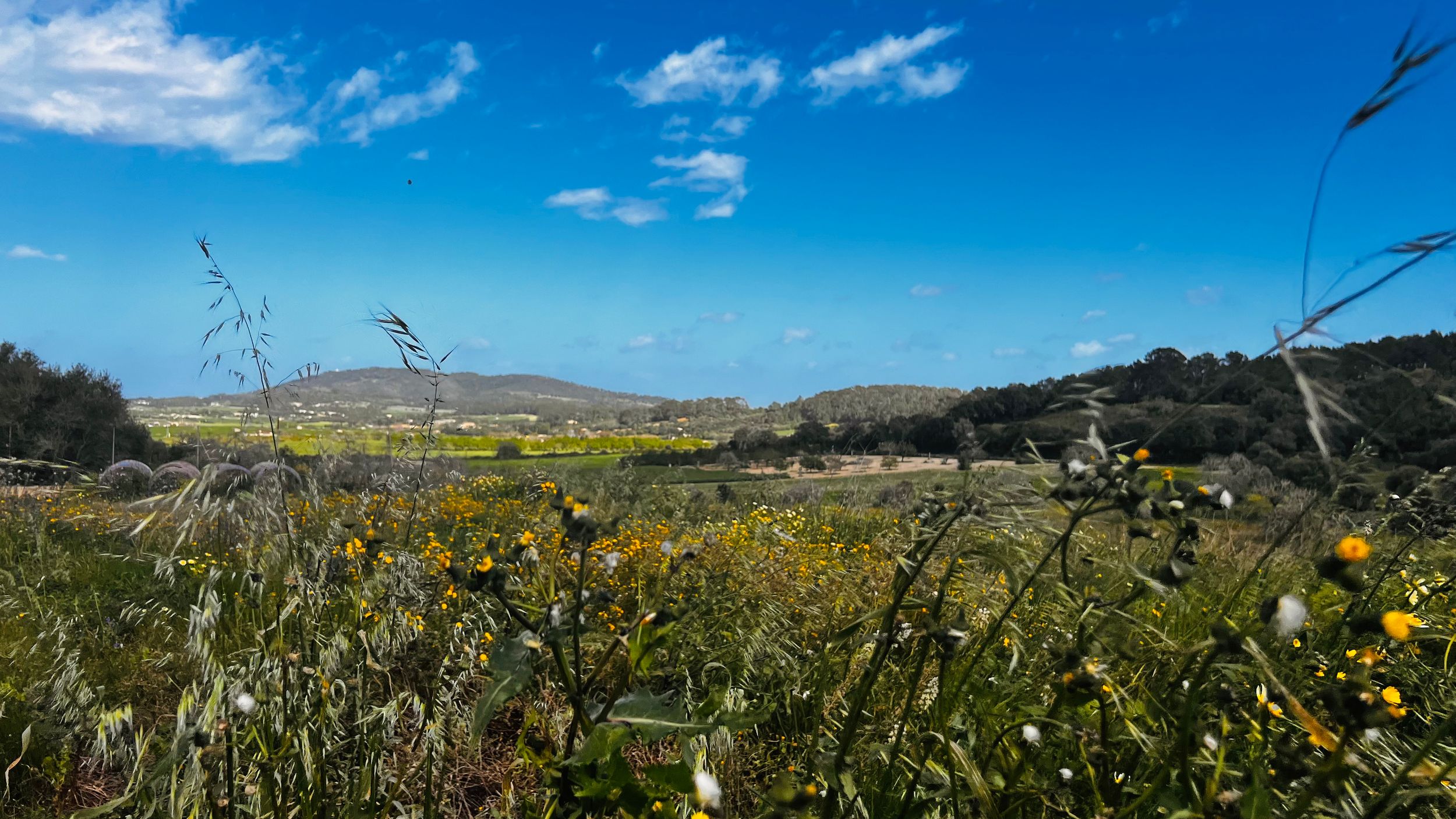 A scenic landscape with rolling hills, wildflowers, and a blue sky with wispy clouds.