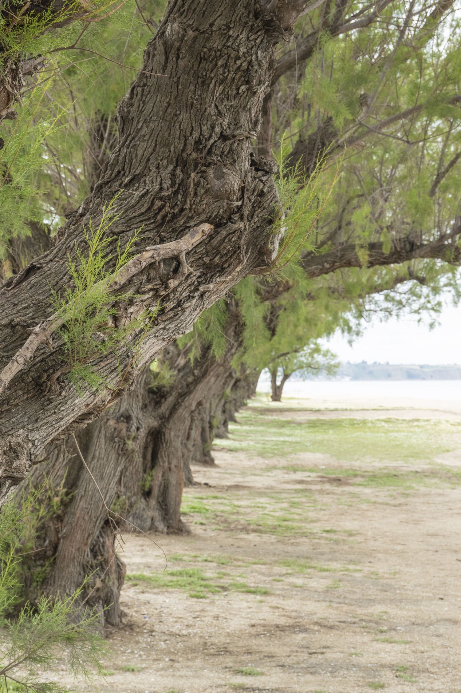 A row of weathered casuarina pine trees line a sandy beach shoreline with their gnarled trunks and drooping branches.