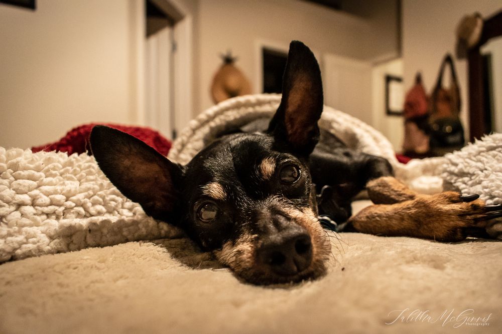 A miniature pincher dog rests its head on a beige carpet while looking at the camera with sleepy eyes.