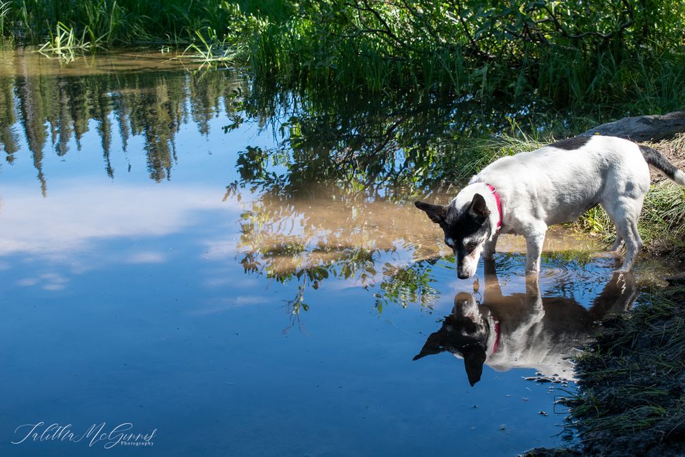 A dog looking in a lake on a sunny day with trees reflecting in the calm blue water.