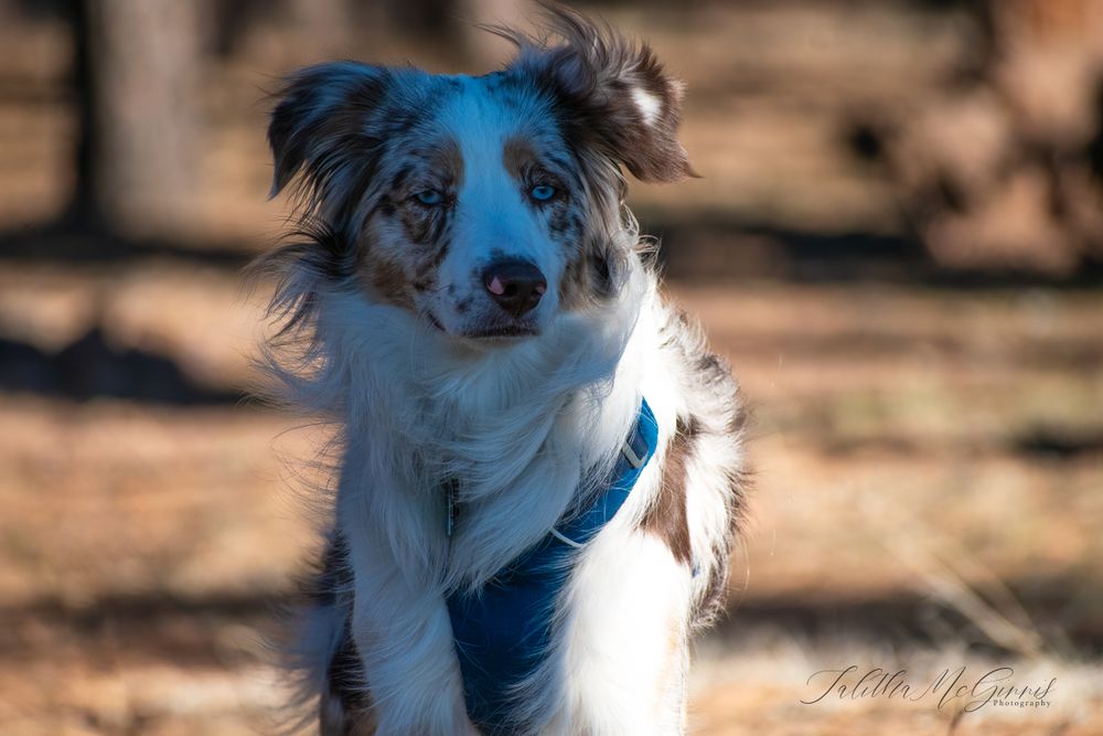 An Australian Shepherd with striking red merle coloring and bright blue eyes wears a blue harness outdoors.