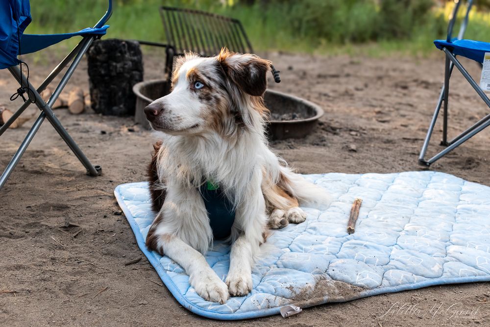 A dog lies comfortably on a blue and white patterned camping mat outdoors.