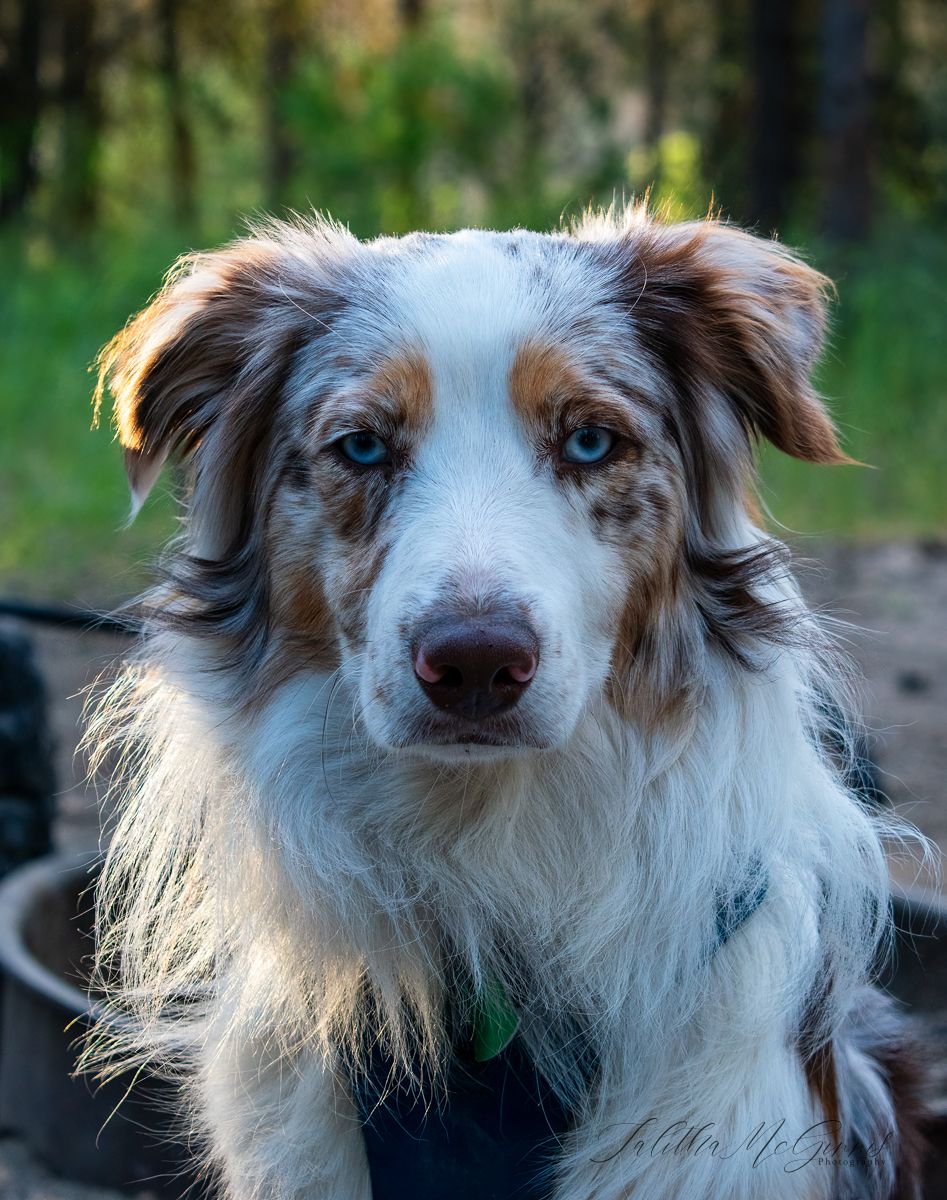 Australian shepherd dog with brown and white fur gazes intently at camera in a series of close-up portrait shots.