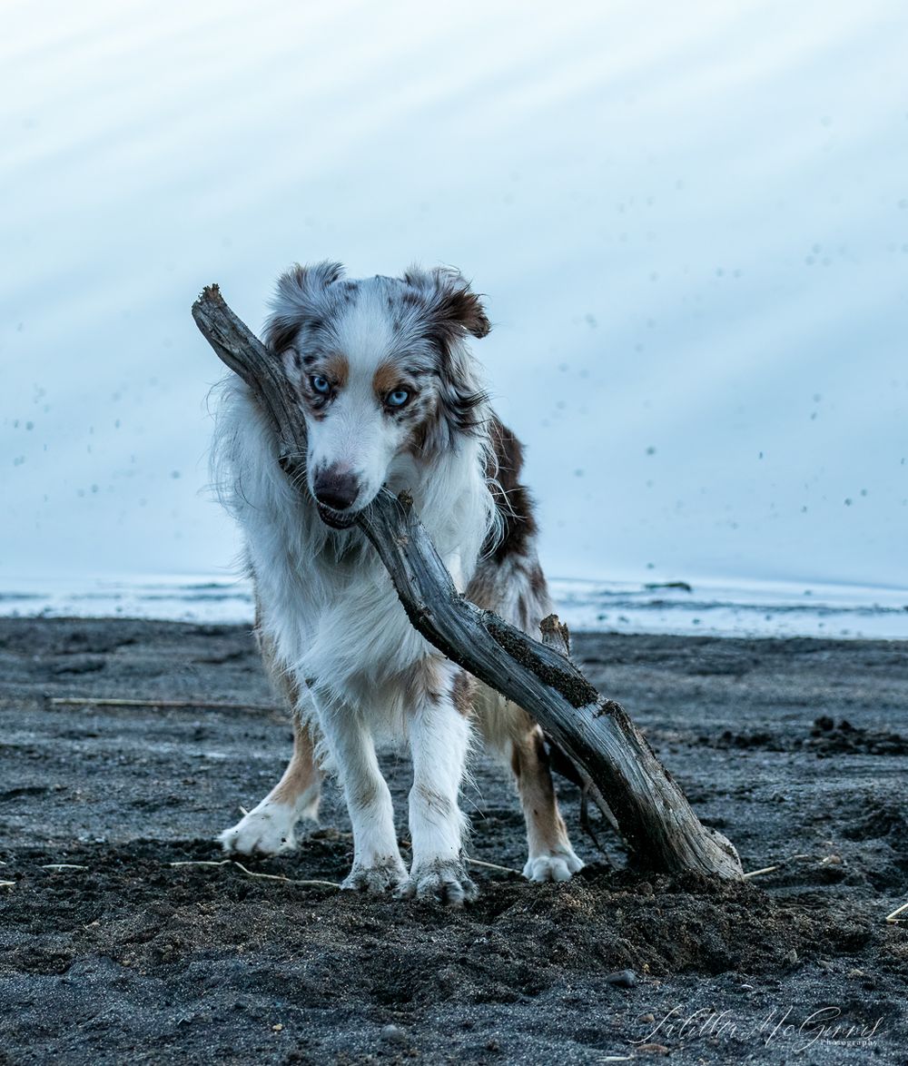 Australian Shepherd dog holding a large piece of driftwood on a misty beach.