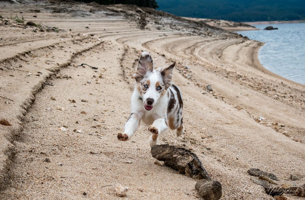 A playful dog runs and plays along a sandy beach shoreline with water in the background.