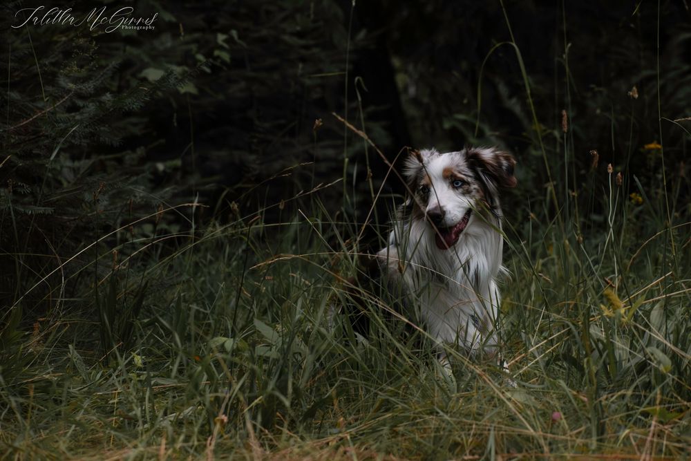 A white and brown Australian Shepherd dog stands alert in tall grass and wildflowers.