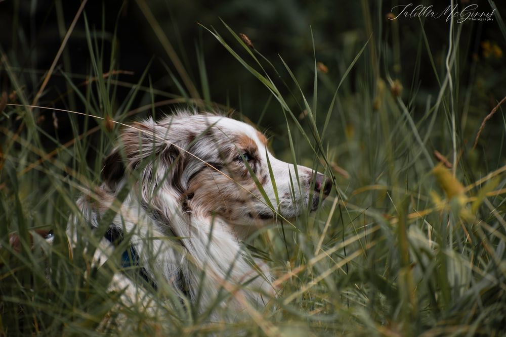 Australian shepherd dog resting peacefully in tall green grass with sunlight filtering through the blades.