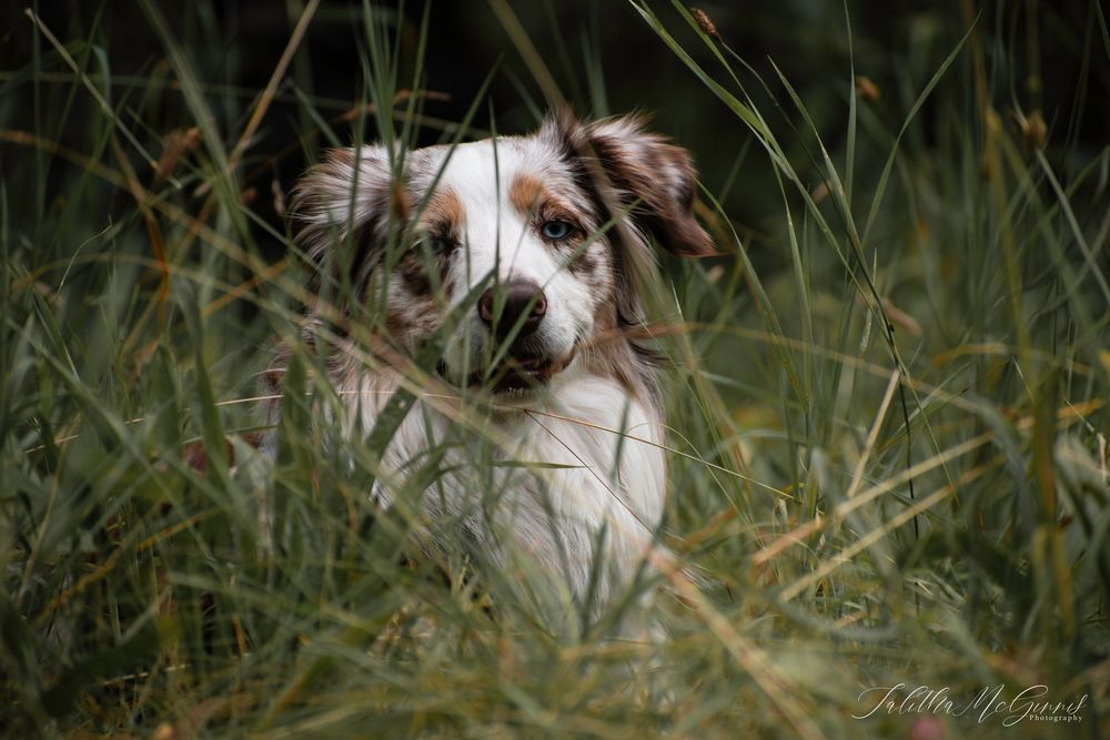 Australian shepherd dog with brown and white fur peeks through tall grass in an outdoor setting.