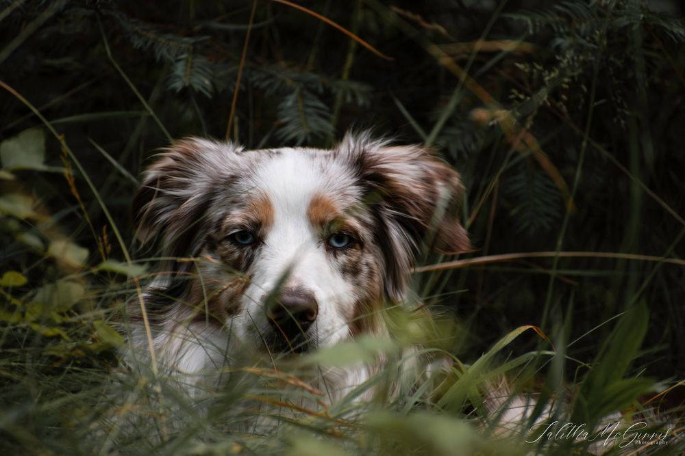 Australian shepherd dog with brown and white fur peeks through green foliage in a dark outdoor setting.