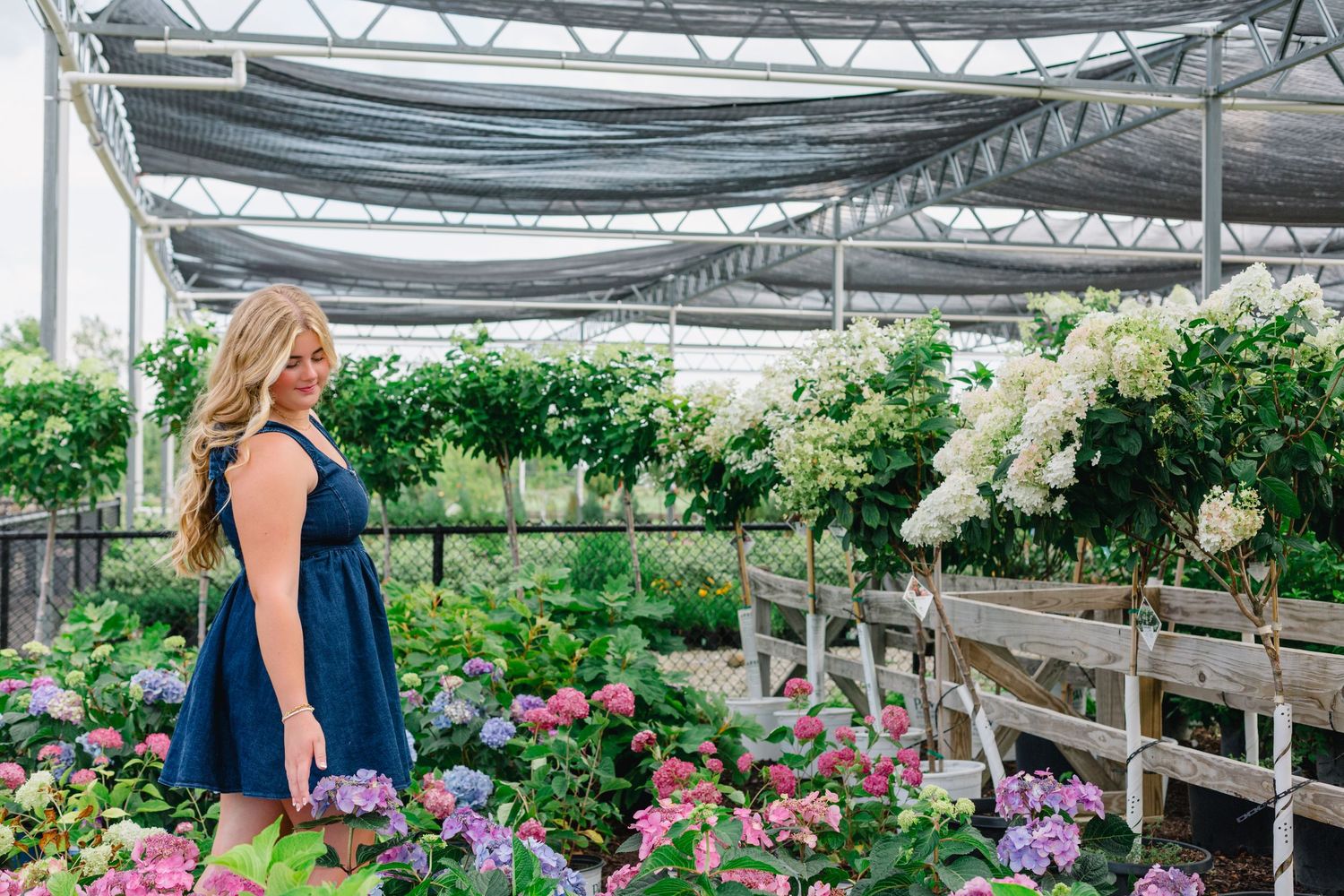 High school senior girl in a navy dress browses through a Culver's Greenhouse In Marion, Iowa  filled with hydrangeas and flowering plants.
