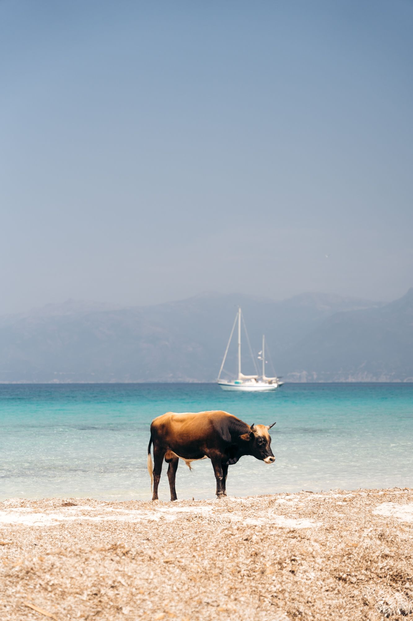 vache sur la plage du lotu dans le désert des agriates avec un bateau en arrière-plan